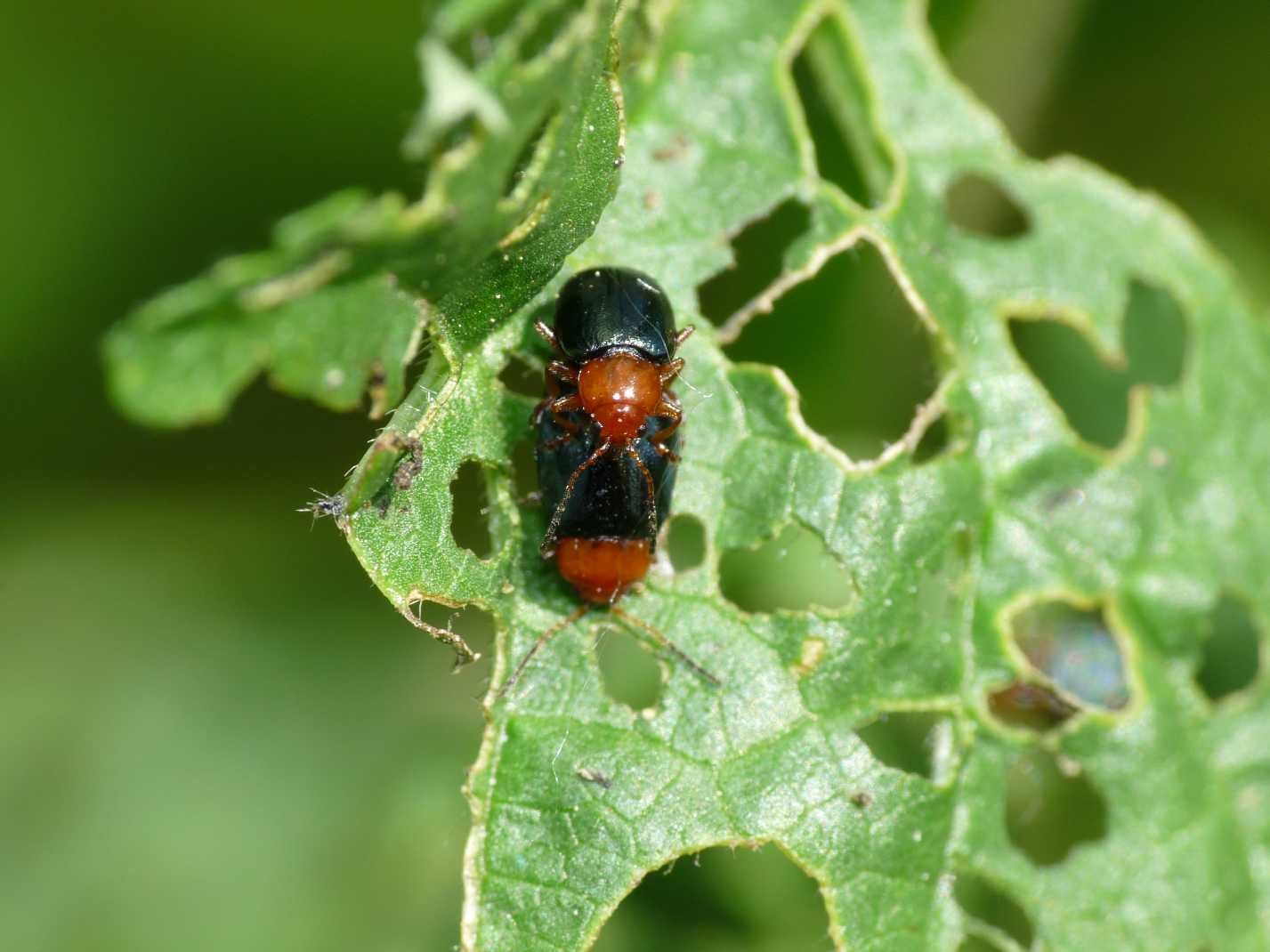 Podagrica malvae(?) (Chrysomelidae)